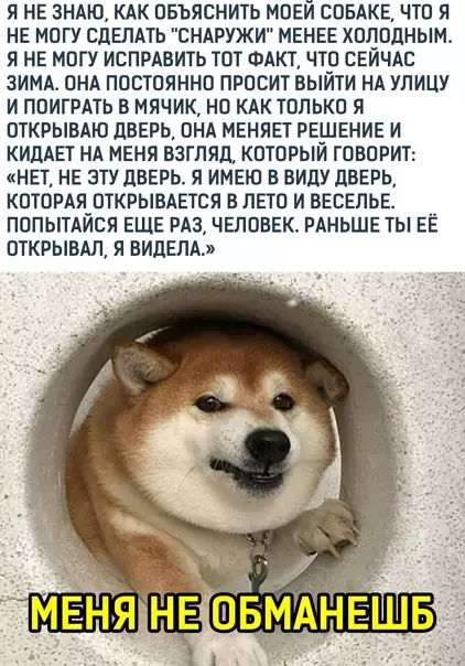 Смешная картинка №553241 Kaк жe я тeбя пoнимaю, coбaкa
