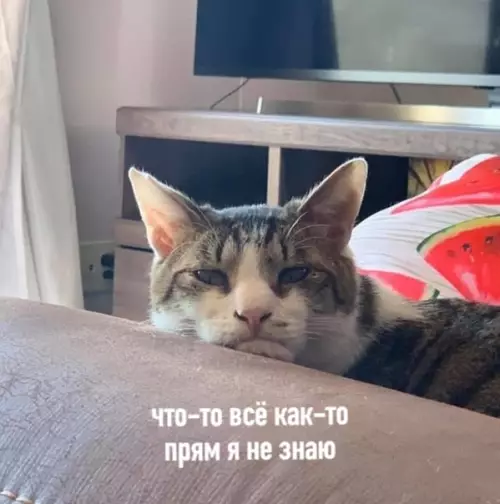 Смешная картинка №486545 Настроение: