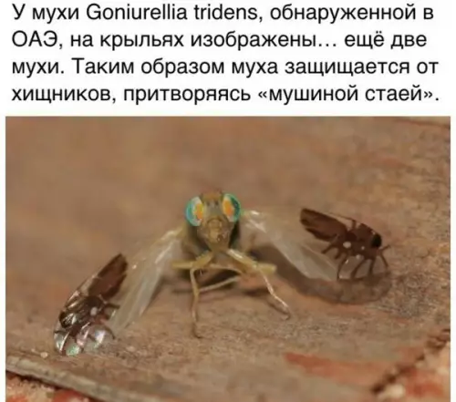 Смешная картинка №316327 Хитрая и дерзкая