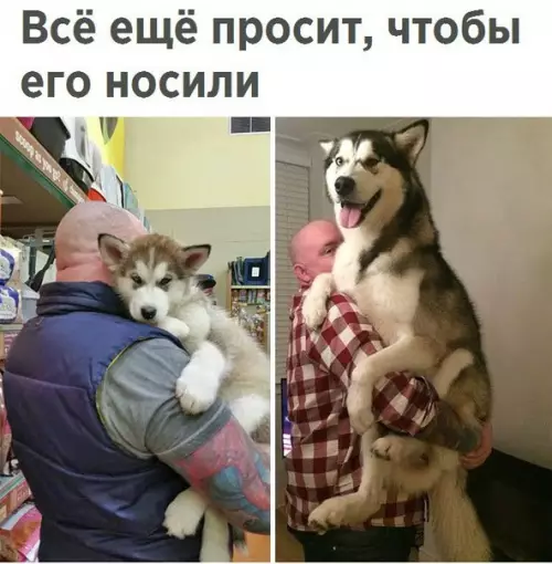 Смешная картинка №239262