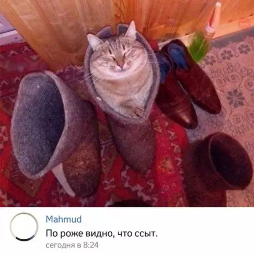 Смешная картинка №242148