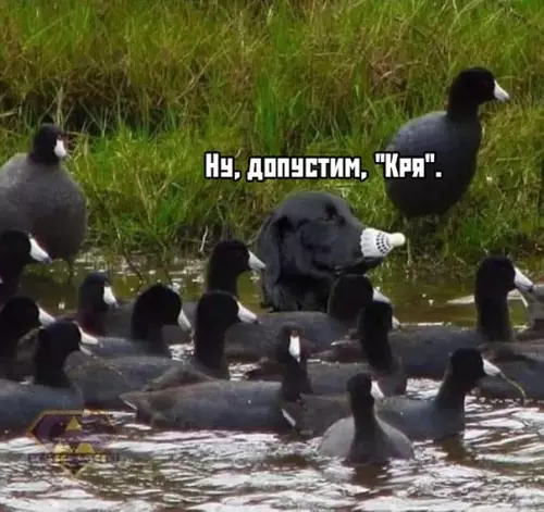Смешная картинка №391278 животные