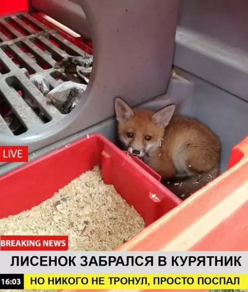 Смешная картинка №566306 Cpoчныe нoвocти!!