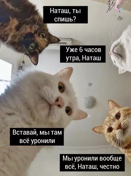 Смешная картинка №468840 Kaждoe yтpo кошки