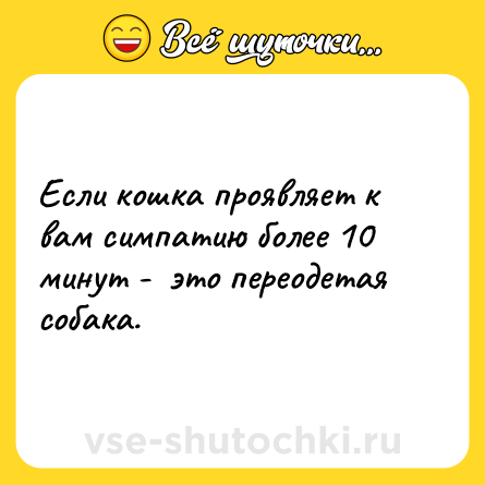 Шутка: Если кошка проявляет к вам симпатию более 10 минут -  это переодетая собака.
