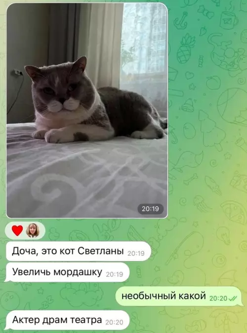 Смешная картинка №710740 Какой важный Коты