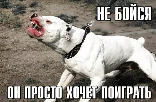 Смешная картинка №175870 собаки