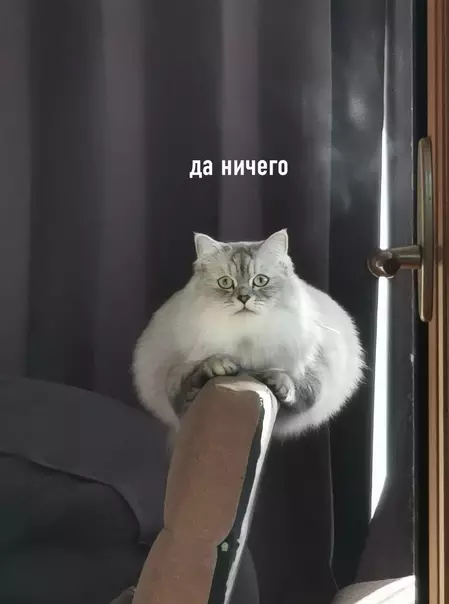 Смешная картинка №567035 Когда кто-то спрашивает, как у меня дела