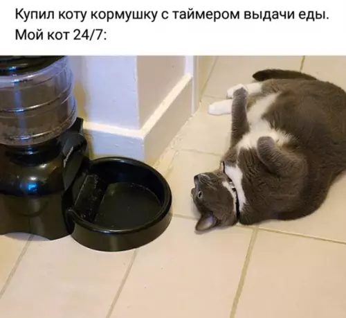 Смешная картинка №502497 Я бы был именно таким котом Коты, кошки