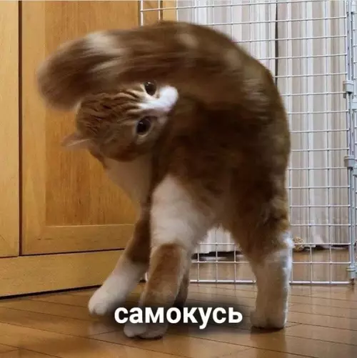 продолжение Смешная картинка №573295 Виды кусь: кошки
