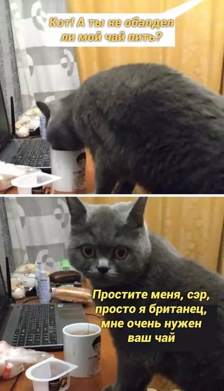 Смешная картинка №665580 Коты