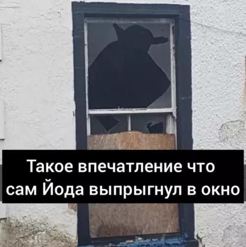 Смешная картинка №314904 Зачем в окно прыгнул он??