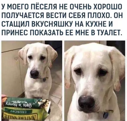 Смешная картинка №329202 Хороший плoхой мaльчик.