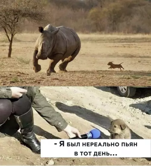 Смешная картинка №494519 собаки, животные
