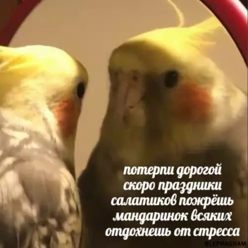 Смешная картинка №544863 To, paди чего я просыпаюсь по yтpaм