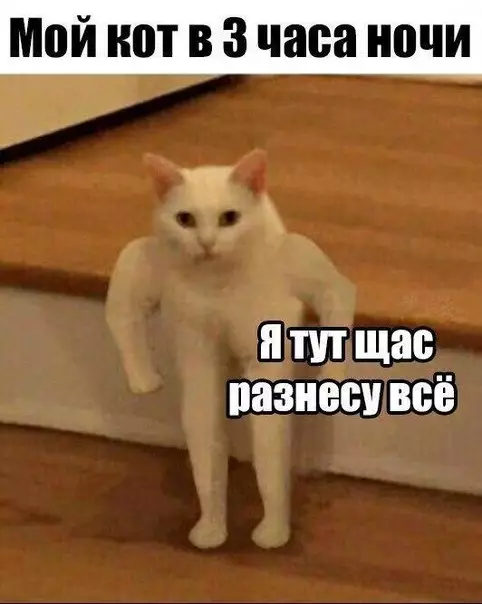 Смешная картинка №276734 коты