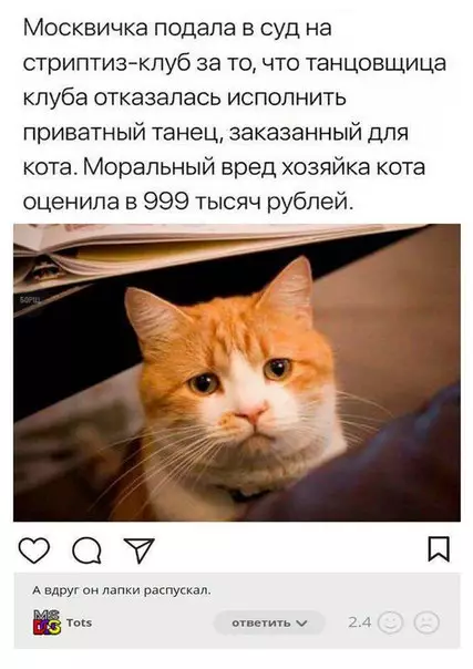 Смешная картинка №248615 коты
