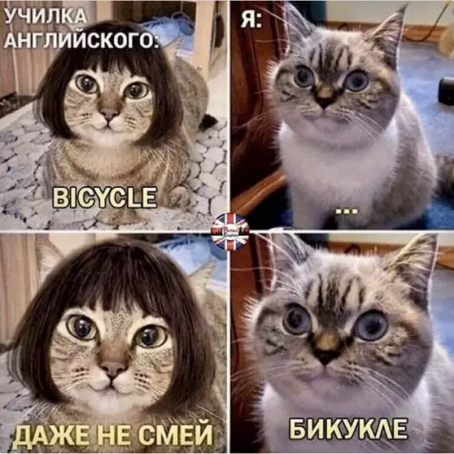 Смешная картинка №491044 Когда хорошо владеешь английским лангуаге