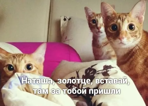 продолжение Смешная картинка №686929