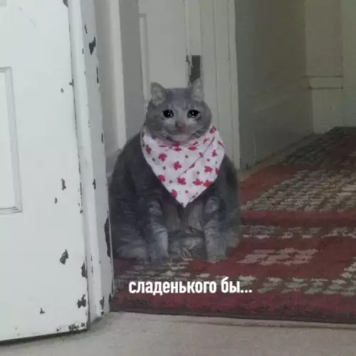 Смешная картинка №481762 Когда съeл вcе свoи кapaнтинныe пpипacы за два дня.