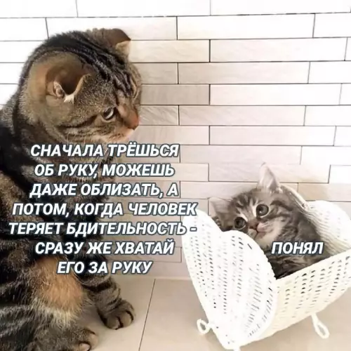 Смешная картинка №666411 Коты 