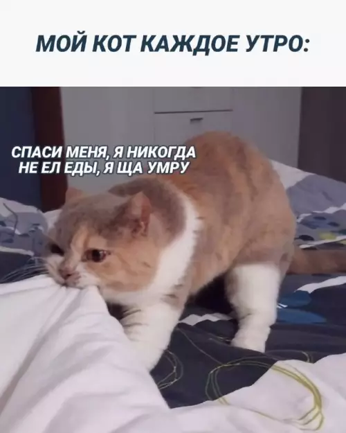 Смешная картинка №663444 Коты