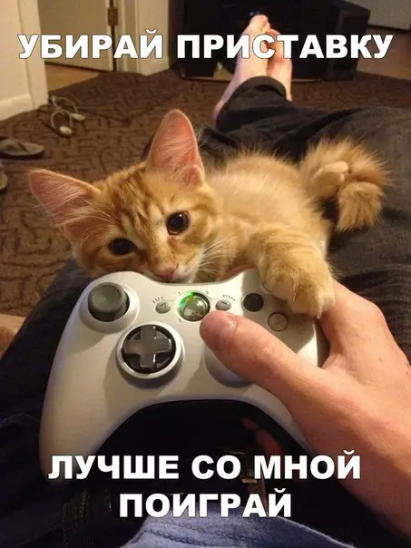 Смешная картинка №243172
