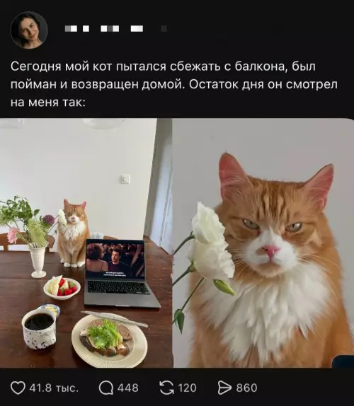 Кот-преступник вернулся из изгнания 😼 - Сегодня мой кот пытался сбежать с балкона, был пойман и