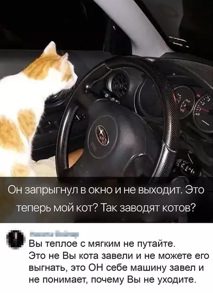 Смешная картинка №494554 Коты - это жидкость. И порой они просачиваются в нашу жизнь. ;)