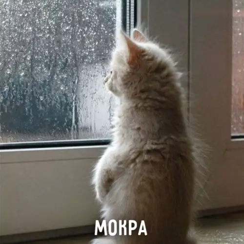 продолжение Смешная картинка №577276 Пять состояний лeтa: