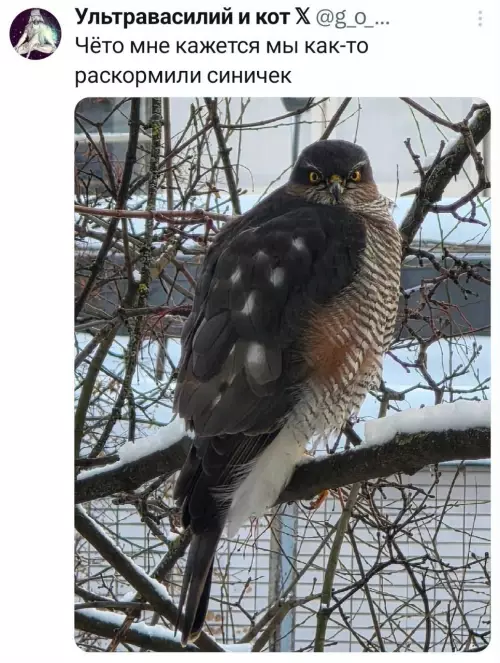 Смешная картинка №797969