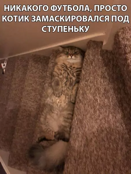 Смешная картинка №285907 кошки