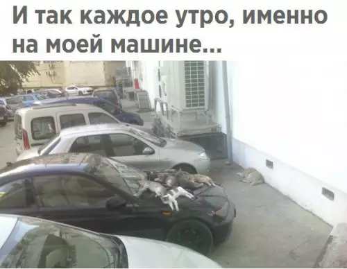 Смешная картинка №254125 кошки