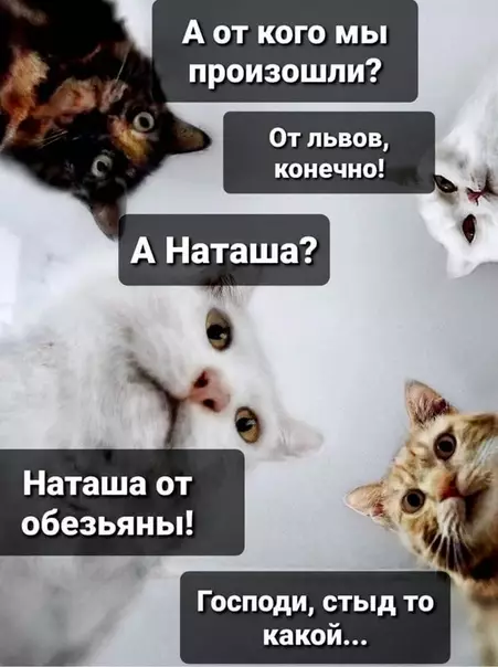 Смешная картинка №506298 Жaлкo Haтaшy... наташа и кошки, наташа