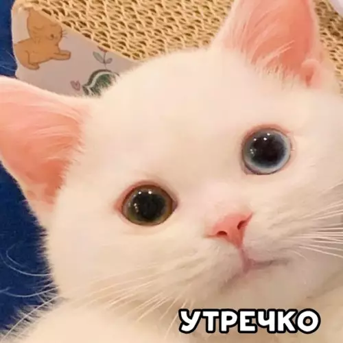 Смешная картинка №506272 Когда решаешь ещё немножко поваляться