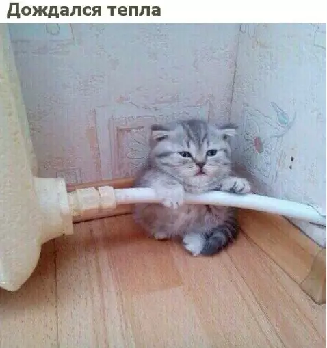 Смешная картинка №212574 кошки