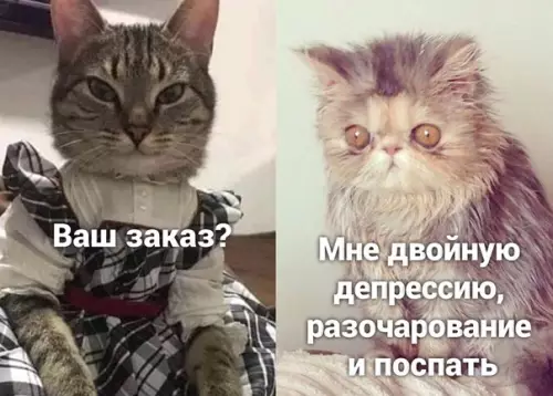 Смешная картинка №501121 кошки
