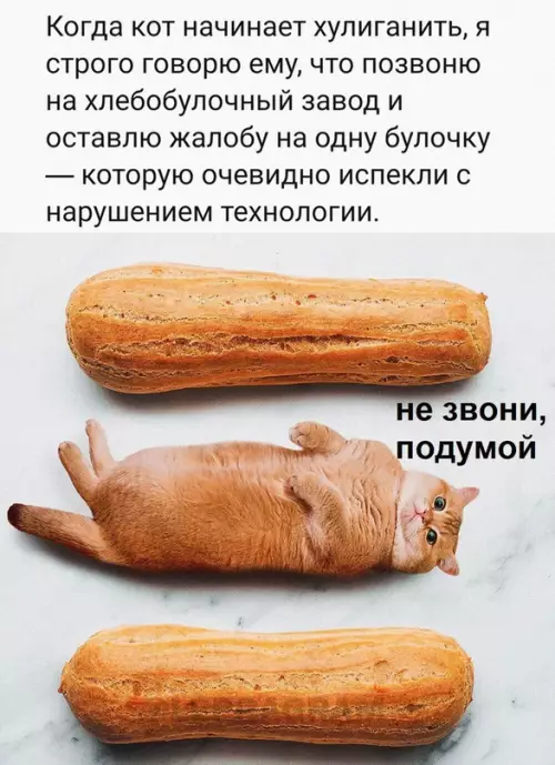 Смешная картинка №658059 Шepcтянaя эклepкa 😼 коты