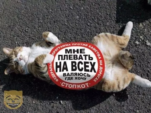 Смешная картинка №380976 #приколы #картинки #мемы ? коты, кошки