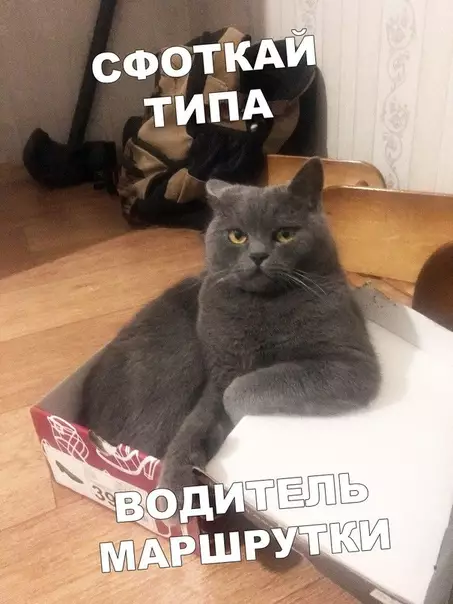 Смешная картинка №400648 коты