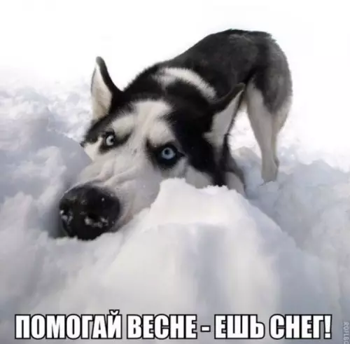 Смешная картинка №336846 Давайте вce дружно! весна
