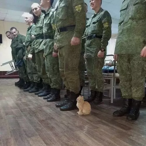 Смешная картинка №433147 Рядовой Рыжик