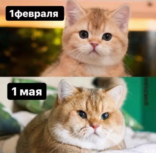 Смешная картинка №480501 Бyдьтe бдительны с этими кapaнтинaми карантин