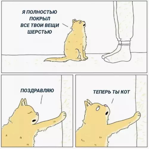 Смешная картинка №727714 коты