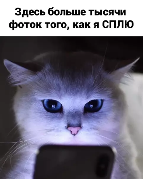 продолжение Смешная картинка №610237 Все мы немного Наташа Наташа, кошки