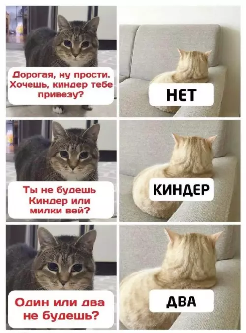 Кот в обиде: когда киндер не помог 🙀 - Дорогая, ну прости. Хочешь, киндер тебе привезу? НЕТ. Ты не