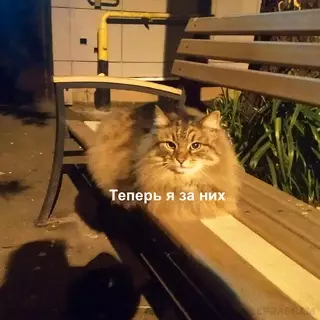 продолжение Смешная картинка №665246