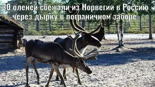 Побег из Норвегии: олени выбрали наш путь! 🦌💨 - 30 оленей сбежали из Норвегии в Россию через дырку в