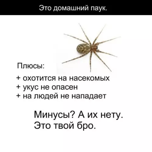 Смешная картинка №570324 Не убивайте паучков