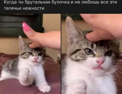 Смешная картинка №678273 Коты
